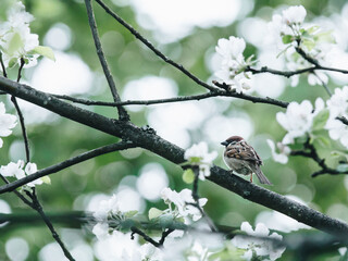 三个“土土土”这个字广州话怎样念？